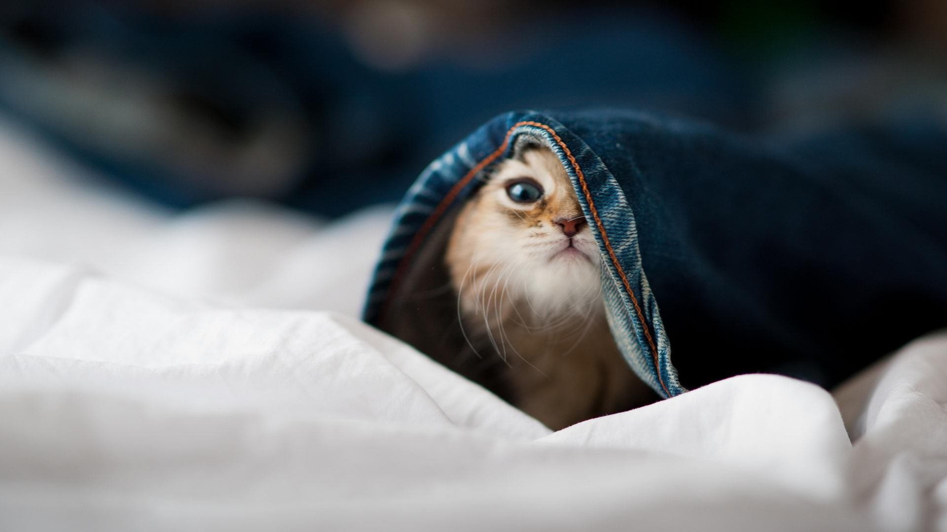 -当东方铁壁遇见美式狂飙，深圳队压制篮网与锡安的自我救赎